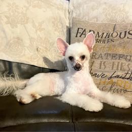 Bunny - Chinese Crested