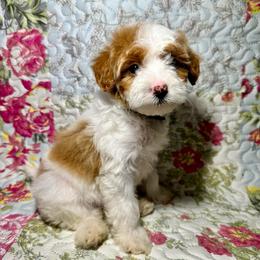 Green Collar - Parti female Goldendoodle puppy in Cocoa, Florida from Leopard n Lace Doodles