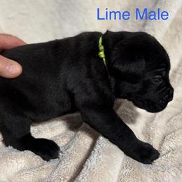 Lime Collar - Black male Cane Corso puppy in Paris, Texas from Knucklehead Cane Corso