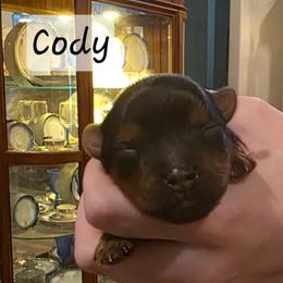 Cody - Black and tan male Yorkshire Terrier puppy in San Angelo, Texas from Eleventyseven Yorkies