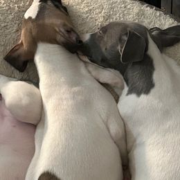 Whippet Puppies from Sonsteby