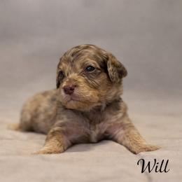Will Byers - Chocolate merle male Bernedoodle puppy in Bennett, Colorado from Darling Paws, LLC