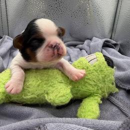 Lady - Red and white female English Toy Spaniel puppy in Pennsylvania from Enchanting Charlies