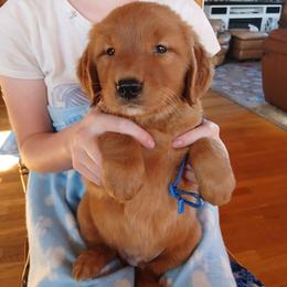Blue - Dark golden male Golden Retriever puppy in Lanesboro, Minnesota from Eagle Ridge Golden Retrievers