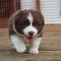 Girl 1 - Australian Shepherd puppy in Bloomington, Indiana from Starlit Grove Australian Shepherds