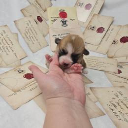 Green collar - Red female Pembroke Welsh Corgi puppy in Deming, New Mexico from Dragon Ridge Corgis