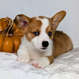 Hank aka Lucario - Sable merle and white male American Corgi puppy in Clarksville, Tennessee from Cold Creek Family Farm LLC