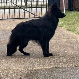 Riot - German Shepherd