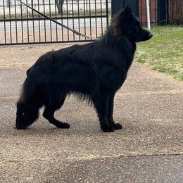Riot - German Shepherd