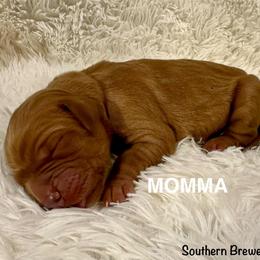 Momma - Dark golden female Golden Retriever puppy in Jonesboro, Arkansas from N. E. Arkansas Goldens and Doodles