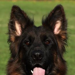 Jolene - German Shepherd