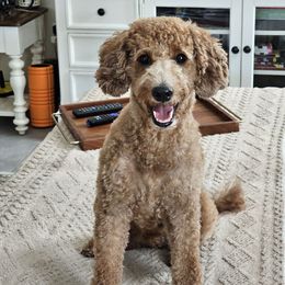 Phebe - Goldendoodle