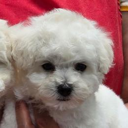 Rumi - White and buff female Bichon Frise puppy in Cape Coral, Florida from Arralaine Pups