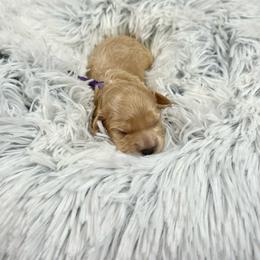 Hermione - Apricot female Cavapoo puppy in Lancaster, Missouri from Cavapoo Acres