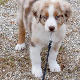 Myles - Red merle male Australian Shepherd puppy in Falcon, Missouri from www.maubachranch.com