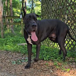 Juan - Great Dane