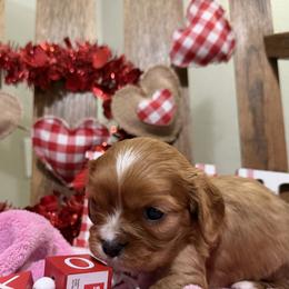 Rose - Ruby female Cavalier King Charles Spaniel puppy in Kidder, South Dakota from Continental Cavaliers