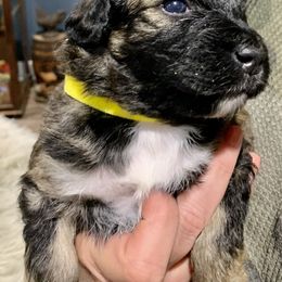 Aussiedoodle Puppies from Lisa Edge - EdgeCo's Hilltop Aussiedoodles