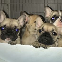 French Bulldog Puppies from Heather's Frenchies