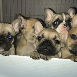French Bulldog Puppies from Heather's Frenchies