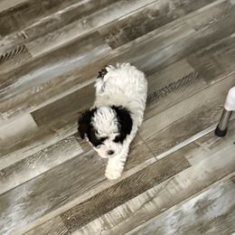 Pilot - Black & white male Maltipoo puppy in Wayland, New York from Loris Pampered Pooches💕
