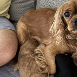 Cavalier King Charles Spaniels from Ruby’s Coastal Cavaliers