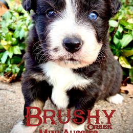BRUSHY CREEKS JOURNEY - Black tri-color female Australian Shepherd puppy in Red Oak, Texas from Brushy Creek Aussies & Mini Aussies