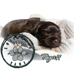 Ryatt - Liver male Miniature Schnauzer puppy in Dorr, Michigan from Enchanted Paws