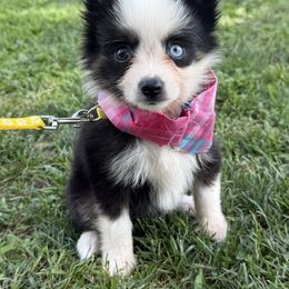Black tri female (Gigi) - Black tri female Toy Australian Shepherd puppy in Puryear, Tennessee from A&W Toy Aussies