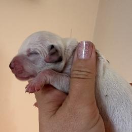 Girl 3 (Silver Girl) - Dalmatian puppy from Spot On Dalmatians