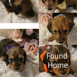 Dachshund Puppies from CLARK'S BREEDING PROGRAM