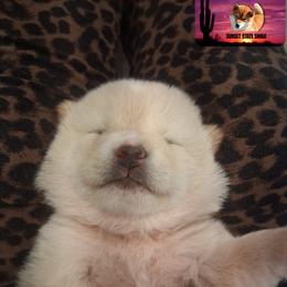 Shiba Inu Puppies from Sunset State Shiba
