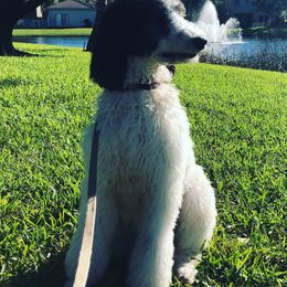 Poodles from Whispering Vines Doods