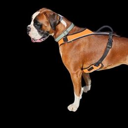 Nala - Boxer