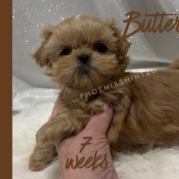 Butterscotch - Cream and white male Shih Tzu puppy in Hayden, Idaho from Phoenix Shih Tzu