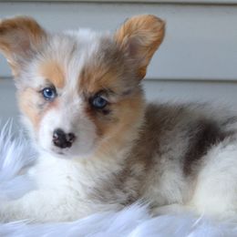 Peach - Fluffy Female - Blue merle and white female American Corgi puppy in Pendleton, Indiana from Wildlings & Wild Things Homestead