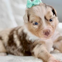 Teal collar - Red merle female Aussiedoodle puppy in 32046, Florida from River Hill Ranch