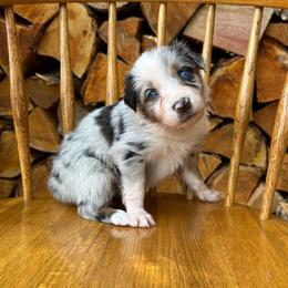 Socks - Blue merle female Australian Shepherd puppy in Hillsboro, Oregon from A&D Australian Shepherds