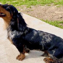 Dachshunds from Ruff n’ Tumble