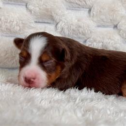 Glitch - Red tri male Miniature Australian Shepherd puppy in Rindge, New Hampshire from Lil' Bit Aussie