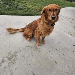 Golden Retriever All Grown Up from Coppertown Retrievers