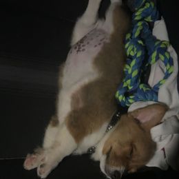 Pembroke Welsh Corgi Puppies from Lucky’s Corgis Veteran Owned