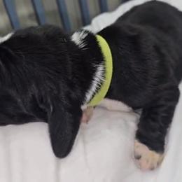 Basset Hound Puppies from Buck Wild 4 Bassets