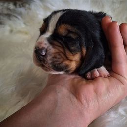 Dexter - Black brown and white male Basset Hound puppy in Mack's Creek, Missouri from Mack's Creek Basset Hounds