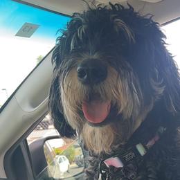 Bernedoodles from Wroth's Pawsibilities