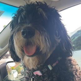 Bernedoodles from Wroth's Pawsibilities