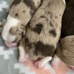 Australian Shepherd Puppies from KangaRoos Little Aussies