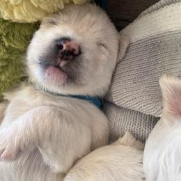 Light Blue - White male West Highland White Terrier puppy in Kuna, Idaho from Treasure Valley Idaho Westies