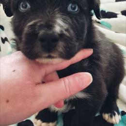 Kai-Black bi male - Black & white male Australian Shepherd puppy in Sioux Falls, Sd Area, South Dakota from Diamond Aussies N the Rough