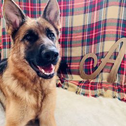 German Shepherd All Grown Up from Angel Oak German Shepherds